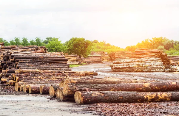 Egy nagy halom fa naplók fafeldolgozó üzem, egy fűrésztelep, gerenda — Stock Fotó