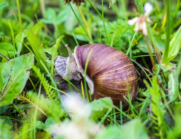 Big snail with green grass, close-up, cochlea and animal, natural — Stock Photo, Image