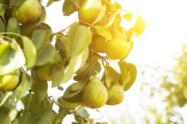 Armut ağacı, hangi dalda büyümek armut, yakın çekim, Güneş