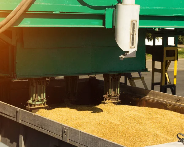 D'un camion chargé de grains prendre du grain pour l'analyse, la transformation des grains, l'analyse maïs — Photo