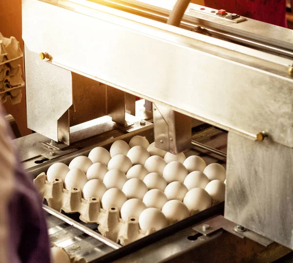 Produzione per la cernita delle uova di pollo, processo di selezione delle uova di pollo, primo piano, cernita — Foto Stock