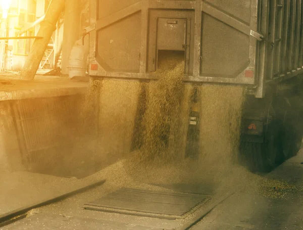 A truck unloads grain at a grain storage and processing plant, a grain storage facility, unloading grain, facility