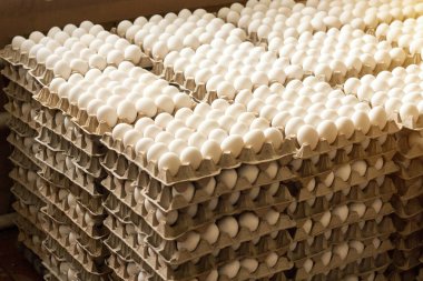 Bir sürü tavuk tepsilerde yumurta, tavuk yumurtası sıralama, çiftlik