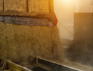 Tahıl dökülen tahıl işleme tesisi, vücut tahıl, vücuttan yüklü bir kamyon yakın çekim