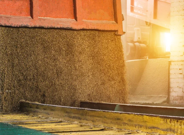 The truck unloads grain at the grain storage and processing plant, corn, trailer, unload grain, close up — Stock Photo, Image