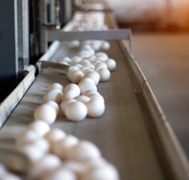 Tavuk yumurta, kümes hayvanları, tavuk yumurtası üretimi gitmek-den geçerek daha fazla sıralama, yakın çekim, ışınlama, tavuk çiftliği için konveyör