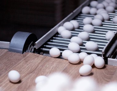 Tavuk yumurta, kümes hayvanları, tavuk yumurtası üretimi gitmek-den geçerek daha fazla sıralama, yakın çekim, ışınlama, tavuk çiftliği için konveyör