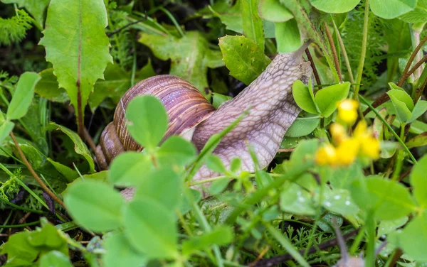 Yeşil çimen, yakın çekim, koklea ve hayvan, doğal büyük salyangoz
