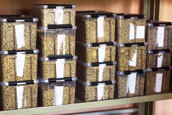 Laboratório para a análise e diagnóstico de grãos do campo, em recipientes plásticos de amostras de grãos, kernel — Fotografia de Stock