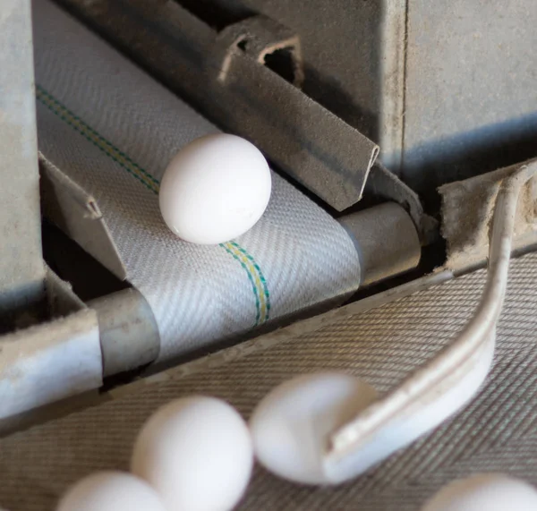 De productie van pluimvee, kippeneieren, kippeneieren gaan door middel van de transportband voor verder sorteren, close-up, vervoerder, boerderij — Stockfoto