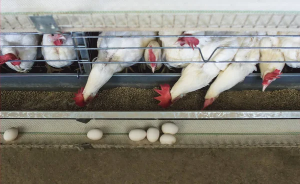 Poultry farm for breeding chickens, chicken eggs go through the transporter, chickens and eggs, factory, production — Stock Photo, Image