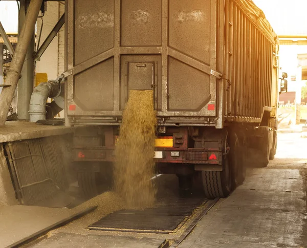 A truck unloads grain at a grain storage and processing plant, a grain storage facility, unloading corn, factory