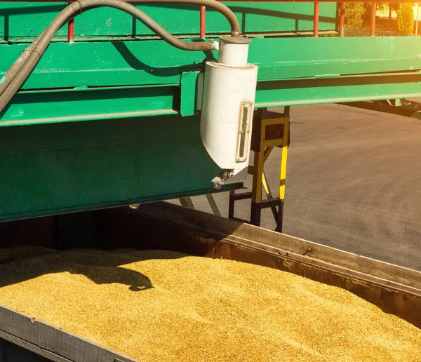 D'un camion chargé de grains prendre du grain pour l'analyse, la transformation des grains, l'analyse maïs — Photo