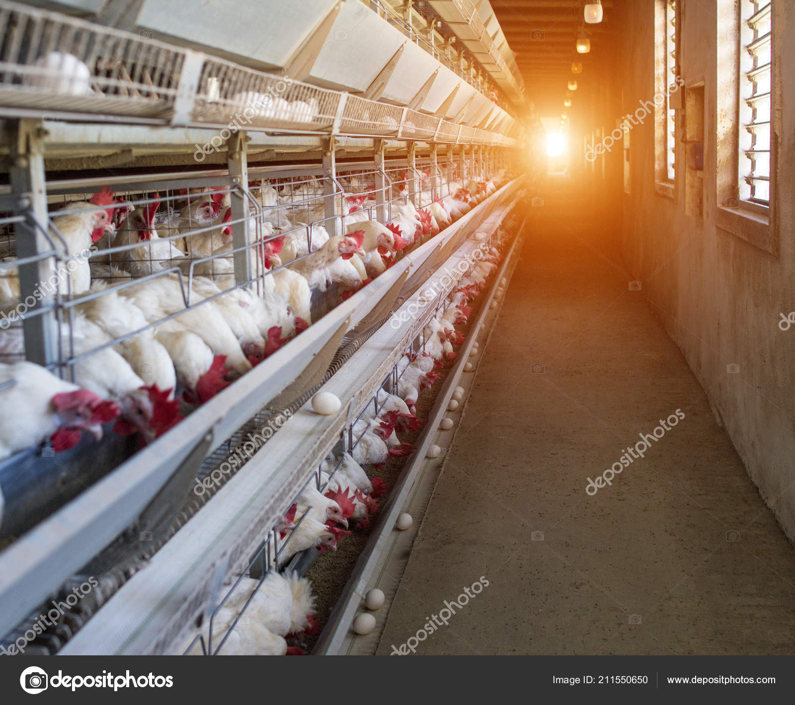 Poultry farm, chickens sit in openair cages and eat mixed feed, on