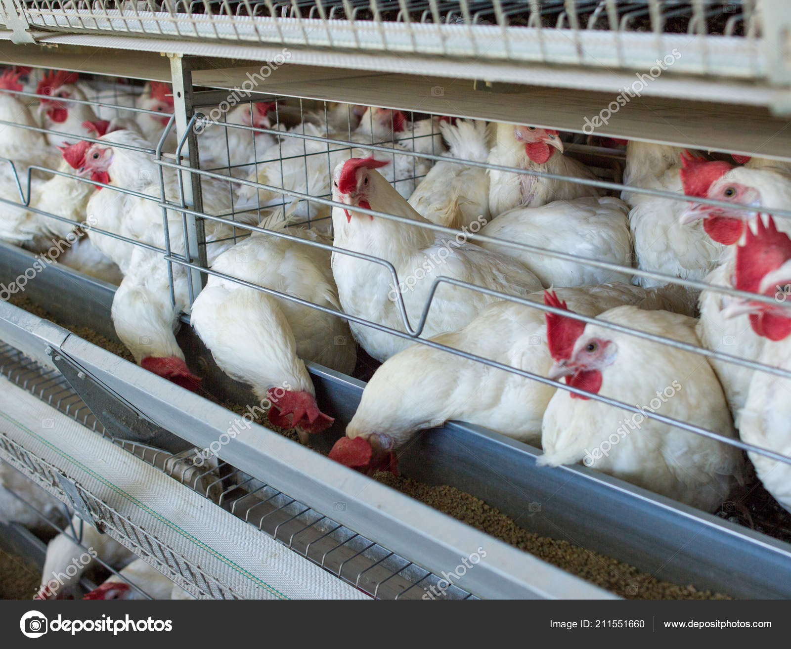 Poultry farm for breeding chickens, chicken eggs go through the