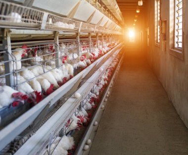 Tavuk çiftliği, tavuk açık hava kafeslerde oturup, karma yem tarım, güneşin konveyör kemerleri yalan tavuk yumurta üzerinde yemek