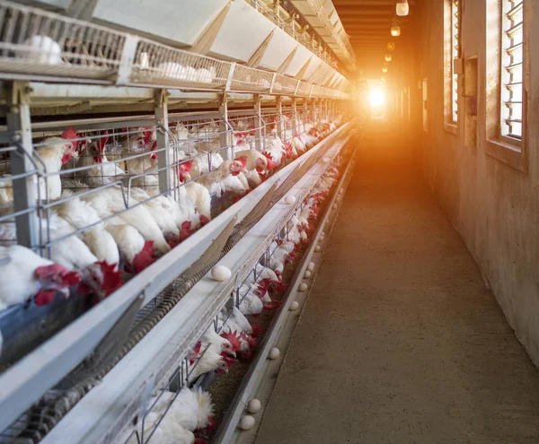Granja avícola, los pollos se sientan en jaulas al aire libre y comen alimento mixto, en las cintas transportadoras yacen los huevos de gallina, la agricultura, el sol — Foto de Stock
