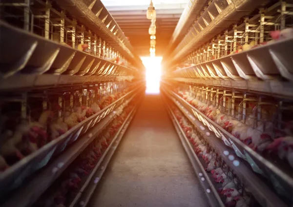 Granja avícola, los pollos se sientan en jaulas al aire libre y comen alimento mixto, en las cintas transportadoras yacen los huevos de gallina, la agricultura, el gallinero — Foto de Stock