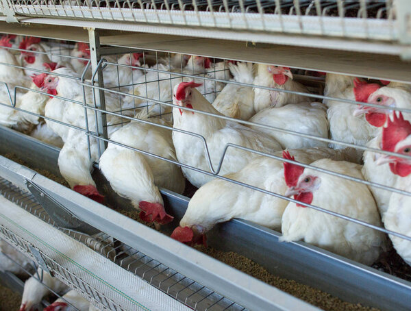 Poultry farm for breeding chickens, chicken eggs go through the transporter, chickens and eggs, factory, animal