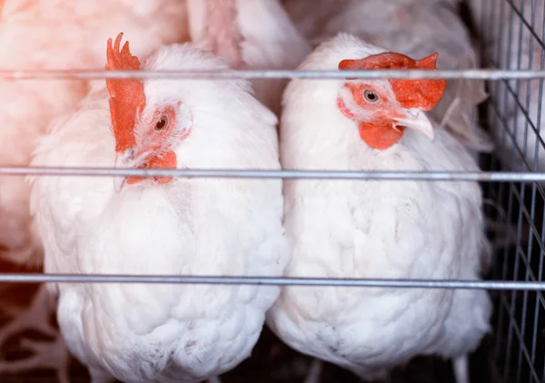 Dos pollos blancos jóvenes se sientan en jaulas al aire libre en una granja avícola, de cerca, criando pollos y huevos de pollo, rancho — Foto de Stock