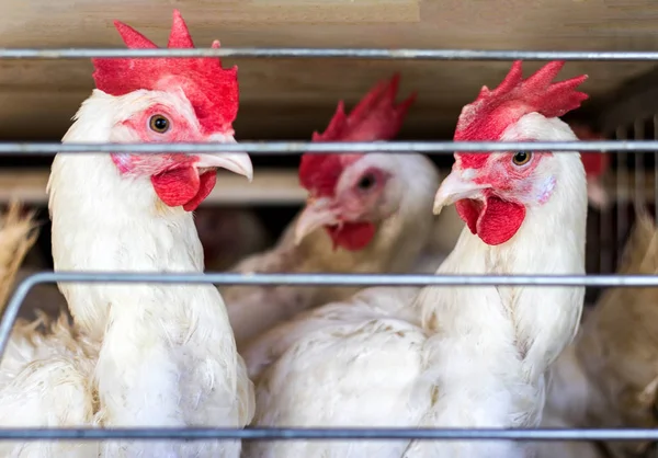 Pollos blancos jóvenes se sientan en jaulas al aire libre en una granja avícola, de cerca, la cría de pollos y huevos de pollo — Foto de Stock