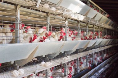 Tavuk çiftliği tavuk doğurmak için tavuk yumurtası git ışınlama, tavuk ve yumurta, sanayi, tarım