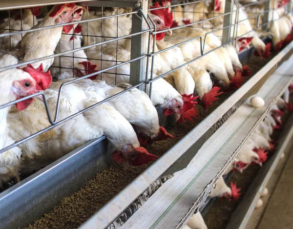 Aves de capoeira para reprodução de galinhas, ovos de galinha passam pelo transportador, galinhas e ovos, indústria — Fotografia de Stock