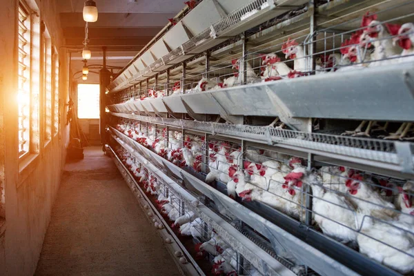 Granja moderna para el cultivo de gallinas para gallinas, sol, granja avícola, fábrica —  Fotos de Stock