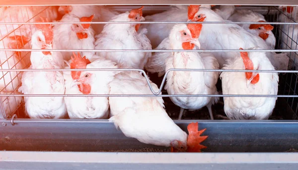 Granja avícola para la cría de pollos, huevos de pollo pasan por el transportador, pollos y huevos, industria — Foto de Stock