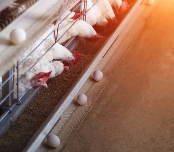 Granja avícola para la cría de pollos, huevos de pollo pasan por el transportador, pollos y huevos, industria — Foto de Stock