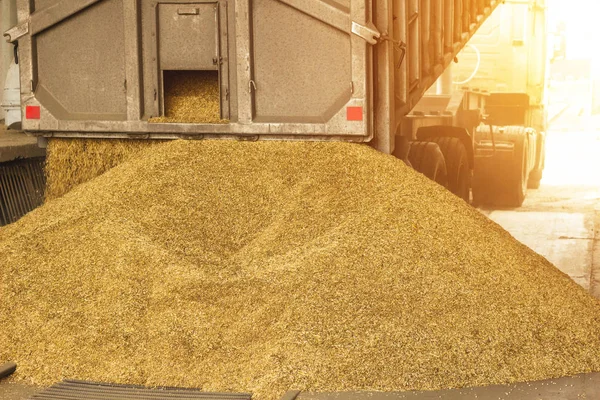 Un camion décharge du grain dans une usine d'entreposage et de transformation du grain, une installation d'entreposage du grain, le déchargement des semences, une usine — Photo