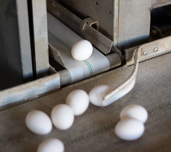 Le uova di pollo passano attraverso il trasportatore e il lavoratore deposita le uova in vassoi speciali, imballaggio delle uova di pollo, produzione, allevamento di pollame, trasportatore — Foto Stock