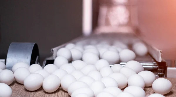 Kippeneieren doorlopen van de vervoerder en de werknemer regelt de eieren in speciale dienbladen, verpakking van kippeneieren, productie, Pluimveebedrijf — Stockfoto