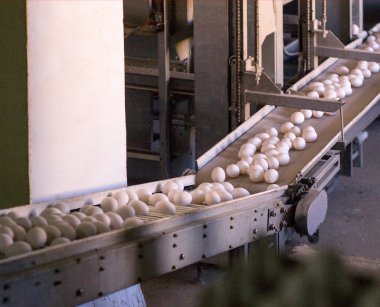 chicken eggs go through the transporter and the worker settles the eggs in special trays, packing of chicken eggs, production, poultry farm clipart