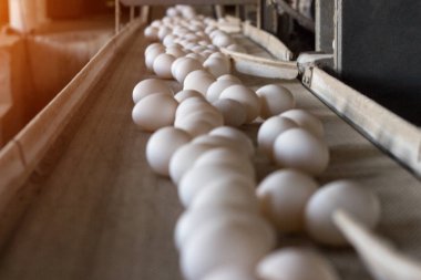 tavuk yumurtası ışınlama gidin ve işçi yumurta özel tepsiler, ambalaj tavuk yumurtası, üretim, tavuk çiftliği yerleşir