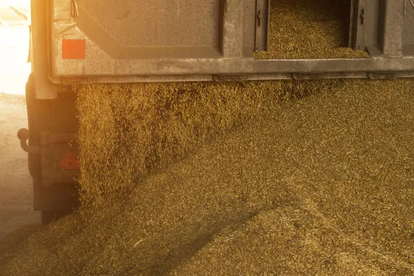 A truck unloads grain at a grain storage and processing plant, a grain storage facility, unloading corn, plant, close up