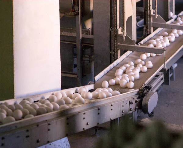 Chicken eggs go through the transporter and the worker settles the eggs in special trays, packing of chicken eggs, production, poultry farm — Stock Photo, Image