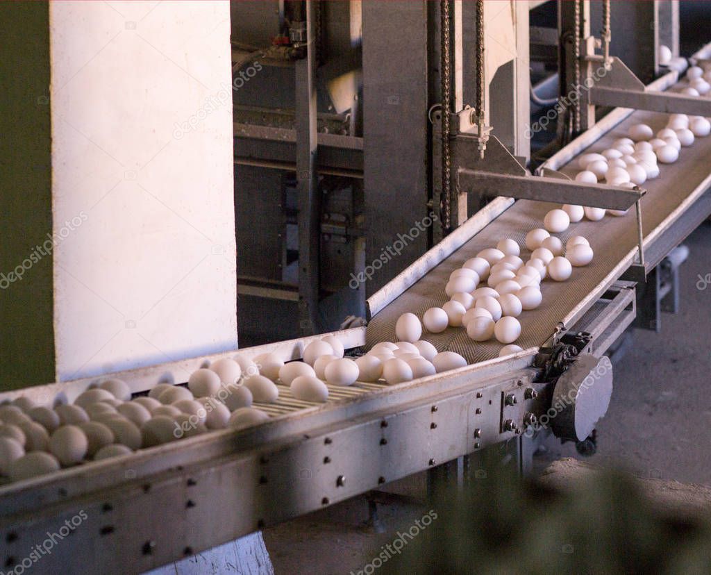 chicken eggs go through the transporter and the worker settles the eggs in special trays, packing of chicken eggs, production, poultry farm