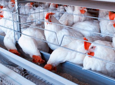 Beyaz tavuklar bir kümes hayvanı çiftliğinde kuş çiftliklerinde, büyüyen kuşlar için bir çiftlik, yakın plan, tavuk