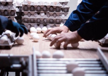 Sıralama ve bir tavuk çiftliği, tavuk yumurta ambalaj, bir konveyör, el tavuk yumurta