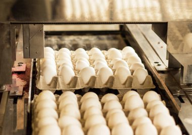 Tavuk yumurta, tavuk yumurtası, yakın çekim, ürün yelpazesine seçim sürecinin sıralama için üretim