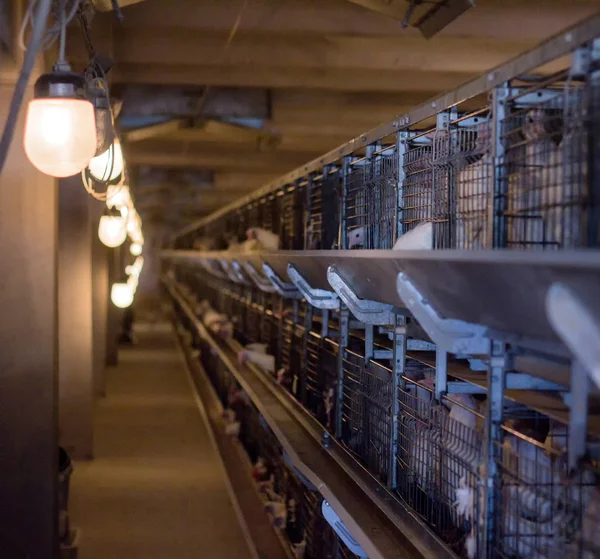 Pollo moderno en el que se crían pollos de engorde para su consumo en alimentos, gallinería — Foto de Stock