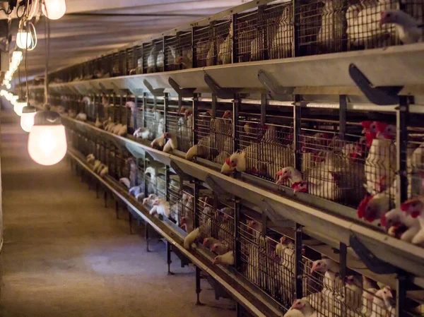 Modern chicken coop in which broiler chickens are bred for consumption in food, poultry farm, — Stock Photo, Image