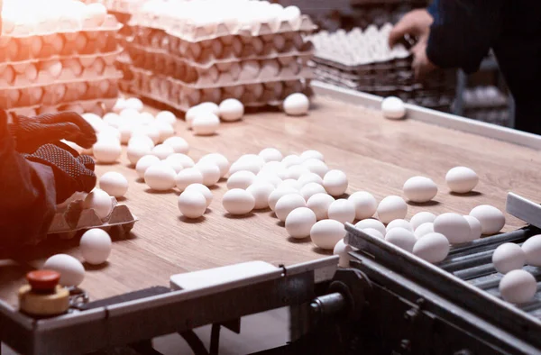 Selezione e imballaggio di uova di pollo in un allevamento di pollame, uova di pollo su un trasportatore, mano — Foto Stock