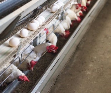 Tavuk çiftliği damızlık için tavuk, tavuk yumurtası git ışınlama, tavuk ve yumurta, sanayi ile