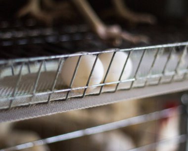 Tavuk çiftliği damızlık için tavuk, tavuk yumurtası git ışınlama, tavuk ve yumurta, sanayi ile