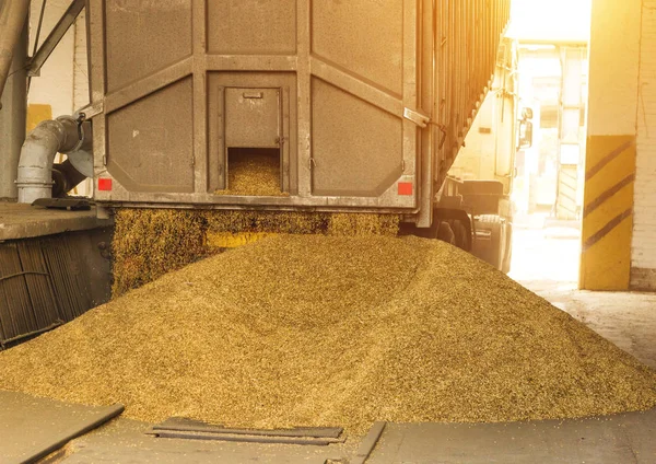 A truck unloads grain at a grain storage and processing plant, a grain storage facility, unloading corn, the sun