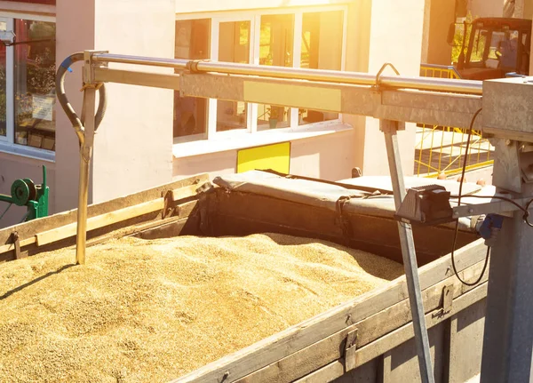 D'un camion chargé de grain prendre du grain pour l'analyse, la transformation du grain, l'analyse grain grain — Photo