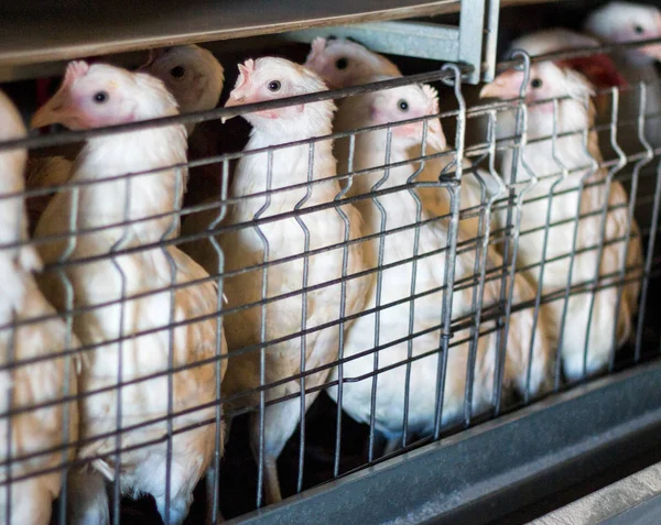 Reproducción de pollos y pollos de engorde, pollos de engorde se sientan detrás de las rejas en la choza, gallinero, chuck — Foto de Stock