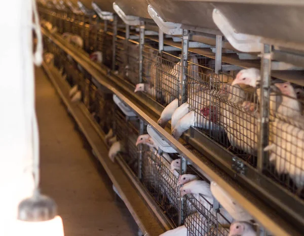 Reproducción de pollos y pollos de engorde, pollos de engorde se sientan detrás de las rejas en la choza, gallinero, gallinero — Foto de Stock